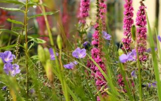 Garden landscape and design Cheltenham