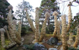 Cycas revoluta